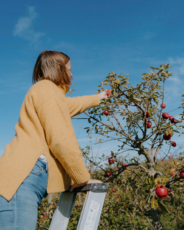 A person in a yellow sweater stands on a ladder picking red apples from an orchard under a blue sky.