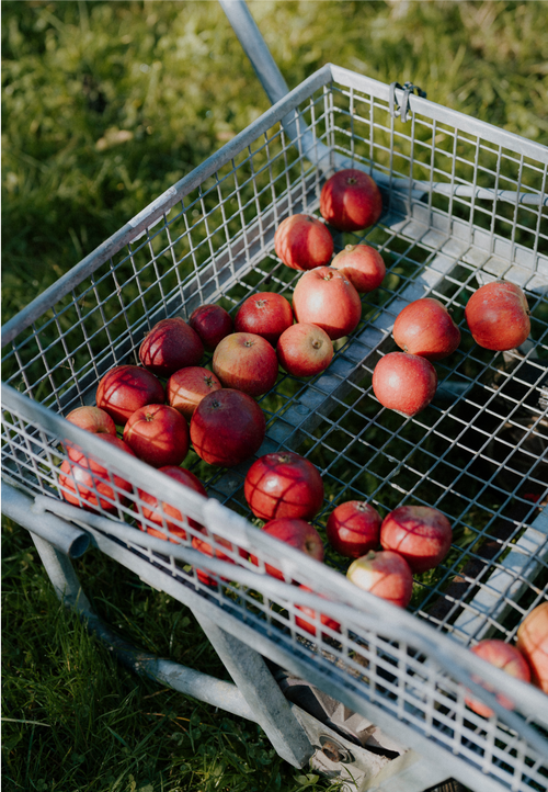 Red apples in a metal basket on a cart, sitting on grass in warm sunlight.